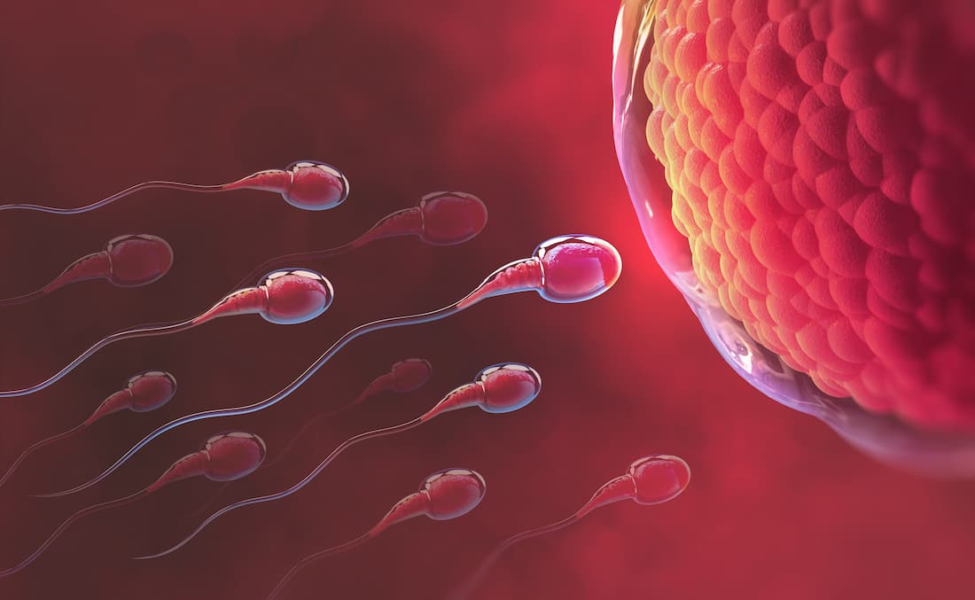 Esperma-y-ovulo-Dr-Martín-Vallejo